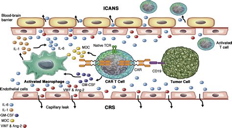 up crs|crs cytokine.